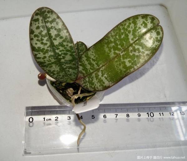 ԭֺ.Phal. schilleriana MSH¼