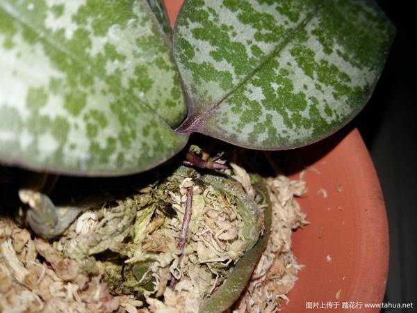 ԭֺ.Phal. schilleriana MSH¼