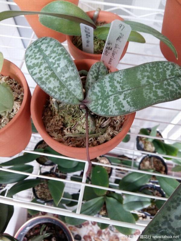 ԭֺ.Phal. schilleriana MSH¼