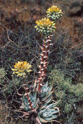 Ů˼ Dudleya rescueôôˮ