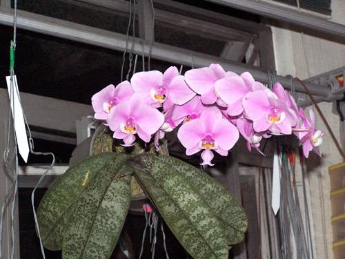 Phal.schilleriana_