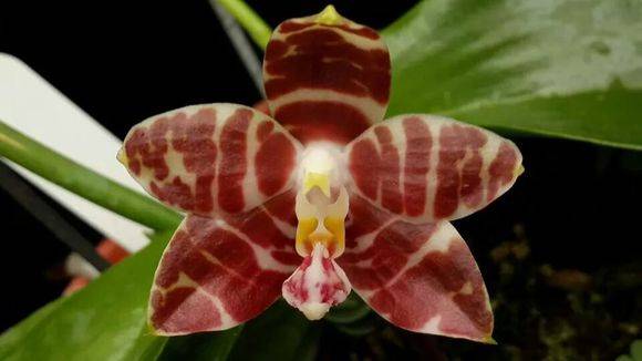 Phal. amboinensis_ðPhal. am