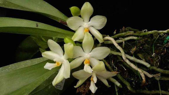 Phal. micholitzii׿Ϻ_ Phal. micholitzii